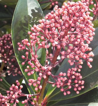 Skimmia japonica RUBELLA detail kvetu