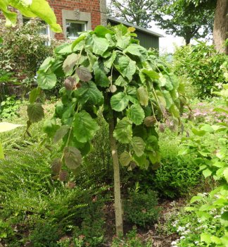 Lska obecn PENDULA na kmnku 150 cm, kont. 10 l