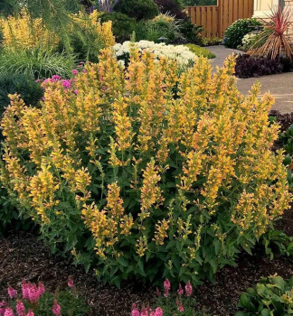 Agastache KUDOS YELLOW kont. 0,5 l