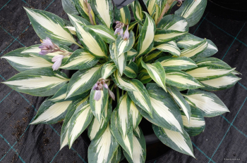 Hosta (bohyka) MAGIC ISLAND kont. 1 l