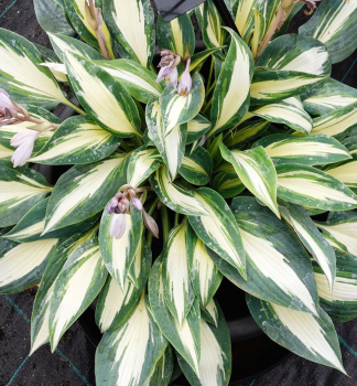 Hosta (bohyka) MAGIC ISLAND kont. 1 l