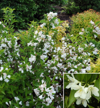 Weigela florida BRISTOL SNOWFLAKE