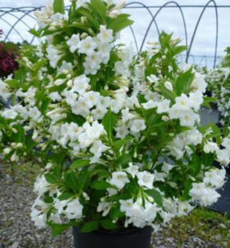 Weigela florida BRISTOL SNOWFLAKE v ndobe