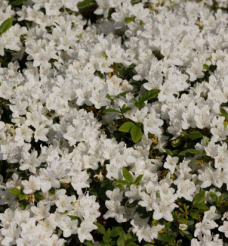 Azalka japonsk 'MAISCHNEE' 20-30 cm, kont. 2,5 l