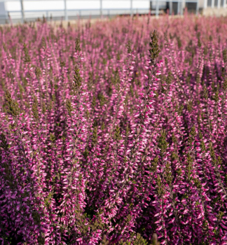 Ves obecn PINK BETTINA kont. 0,5 l