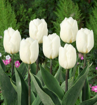 Tulipn 'WHITE PRINCE' 5 ks v balen