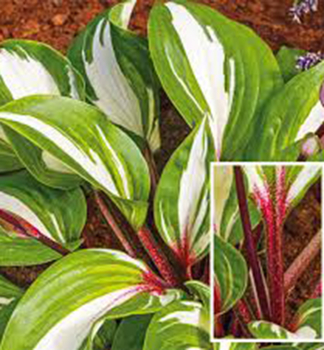 Hosta (Bohyka) RASPBERRY SUNDAE kont. 0,5 l