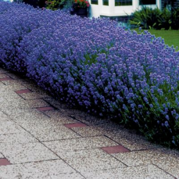 Lavandula angustifolia MUNSTEAD