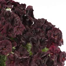 Pelargonie velkokvt ARISTO BLACK VELVET, kont. 0,3 l