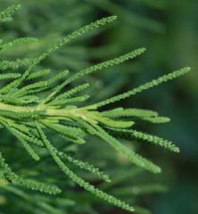 Santolina rosmarinifolia, detail listov