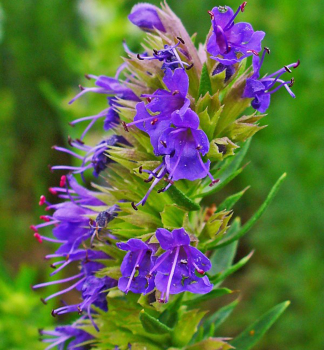 Hyssopus officinalis, detail kvetov