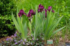 Kosatec trpasli / Iris pumila CHERRY GARDEN