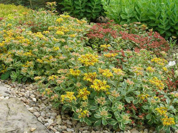 Sedum kamtschaticum VARIEGATUM v zhone