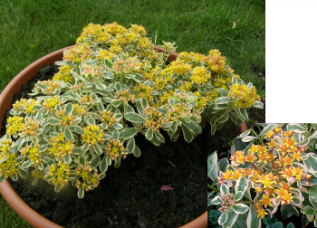 Sedum kamtschaticum VARIEGATUM v ndobe