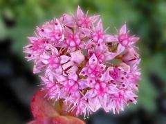 Sedum sieboldii, detail kvetu