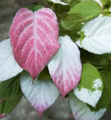 Actinidia kolomikta SIENTIABRSKAJA detail listov