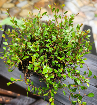 Mhlenbeckia NANA kont. 0,5 l