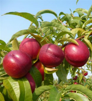 Prunus persica STARK RED GOLD