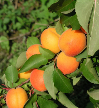 Prunus armeniaca MAARSK