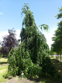 Buk lesn 'PENDULA' 280-310 cm, kont. 12 l