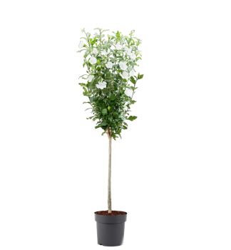 Ibiek syrsk FLOWER TOWER WHITE na kmnku 50 cm, kont. 4,5 l