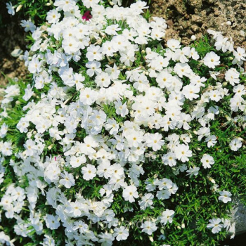 Flox douglasii WHITE ADMIRAL kont. 0,5 l