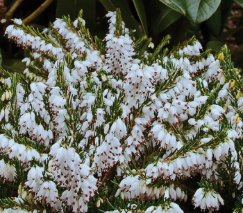 Vresovec darleydalsk SNOW SURPRISE, kont. 1 l