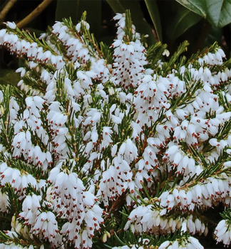 Vresovec darleydalsk SNOW SURPRISE, kont. 1 l