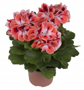 Pelargonie velkokvt ARISTOMANDARIN kont. 0,3 l