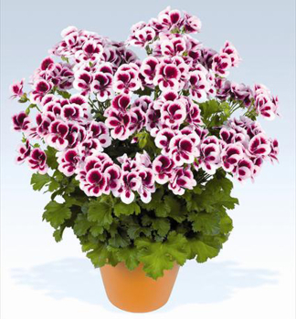 Pelargonie velkokvt CANDY FLOWERS BICOLOR, kont. 0,3 l