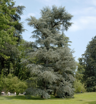 Cedr libanonsk GLAUCA 90-100 cm, kont. 3 l