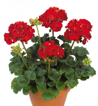 Pelargonie vzpmen VICTOR IMPROVED, kont. 0,3 l