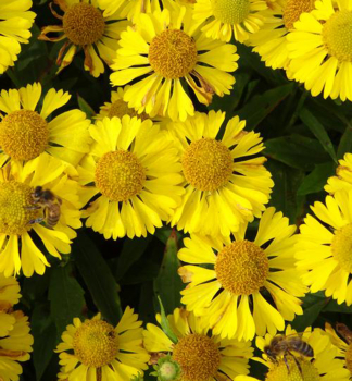 Helenium SOMBRERO, kont. 1 l