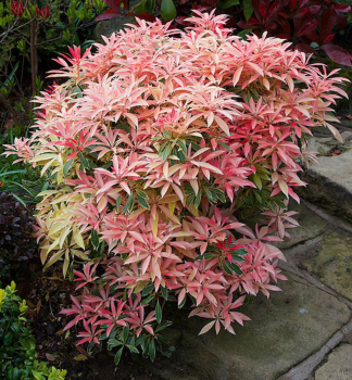 Pieris japonsk FLAMING SILVER 15-20 cm, kont. 2 l