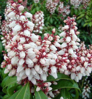 Pieris japonsk BONFIRE 20-30 cm, kont. 5 l