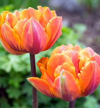 Tulipn PRINCESS ORANGE 5 ks v balen