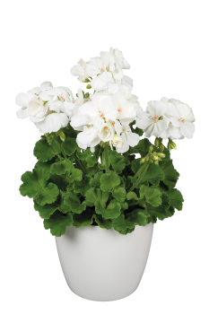 Pelargonie vzpmen WHITE ICE, kont. 0,3 l