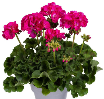 Pelargonie vzpmen ELLEN, kont. 0,3 l