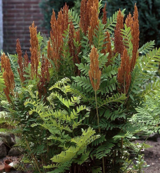 Kapra OSMUNDA PURPURASCENS kont. 1,7 l