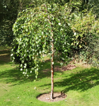 Bza ern SUMMER CASCADE na kmnku 180 cm, kont. 25 l