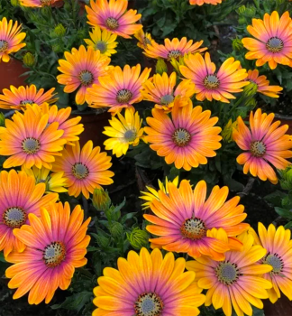 Osteospermum (kapsk kopretina) SOLEO GLOW, kont. 0,3 l