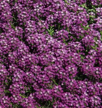 Lobularia pevisl LUCIA PURPLE, kont. 0,3 l