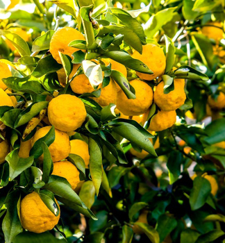 Citrus junos YUZU N4 40-50 cm, kont. 4 l