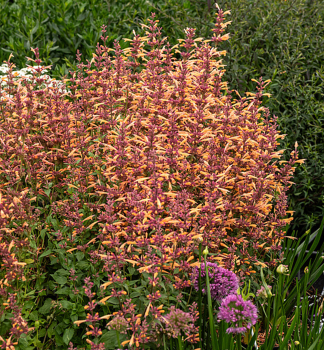 Agastache hybridn MANGO TANGO kont. 0,5 l