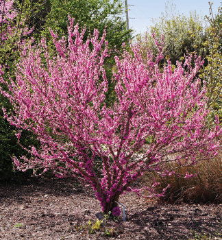 Zmarlika kanadsk PINK POM POMS 70-80 cm, kont. 3 l