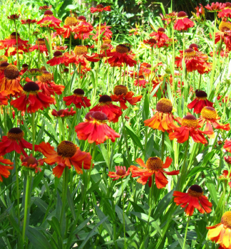 Helenium MOERHEIM BEAUTY kont. 0,5 l